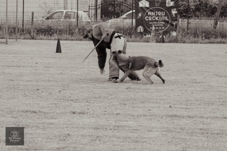 Un homme avec un chien en train de s'entraîner sur un terrain dégagé.