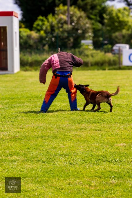 Un chien de travail mord un mannequin d'entraînement sur un terrain gazonné.