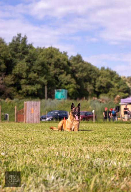 Un chien de berger allongé sur l'herbe, avec des personnes et des voitures en arrière-plan.