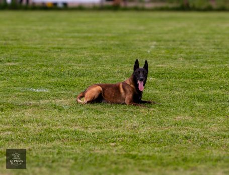 Un chien de berger belge, couché sur l'herbe, regarde autour de lui.